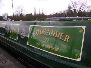 goosanderSSA50476.JPG